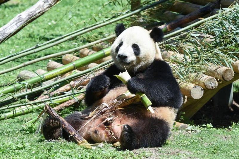 Kebun Binatang Madrid hadirkan penjaga berbasis AI di kandang panda