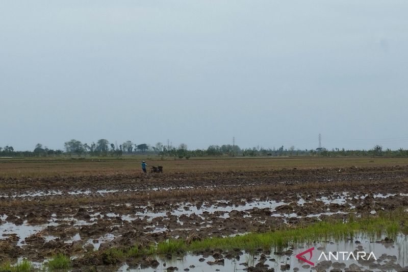 Pemkab Demak: Penanaman padi serempak tunggu ketersediaan air irigasi