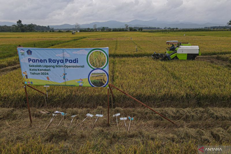 Panen raya padi di Kendari