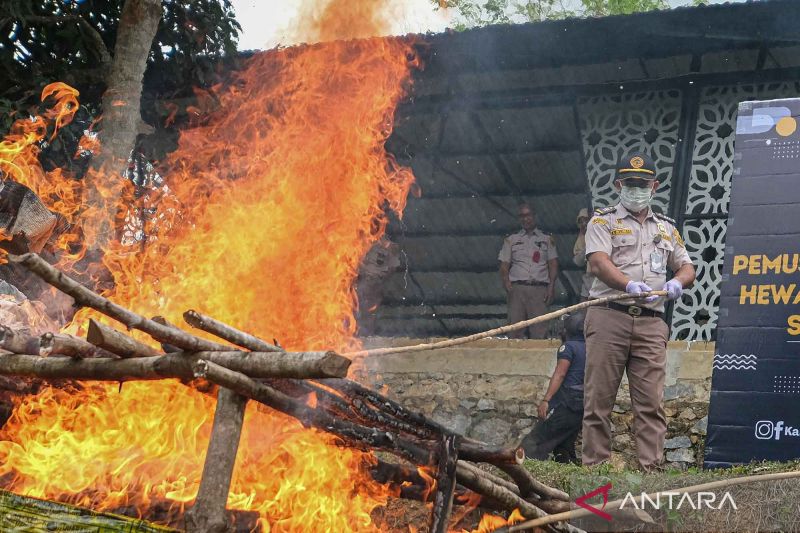 Balai Karantina Sulawesi Tenggara musnahkan puluhan kilogram benih padi dan sawit