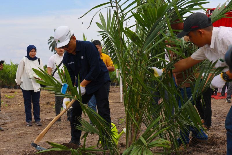 PTPN IV PalmCo targetkan petani serap 2,1 juta bibit sawit unggul