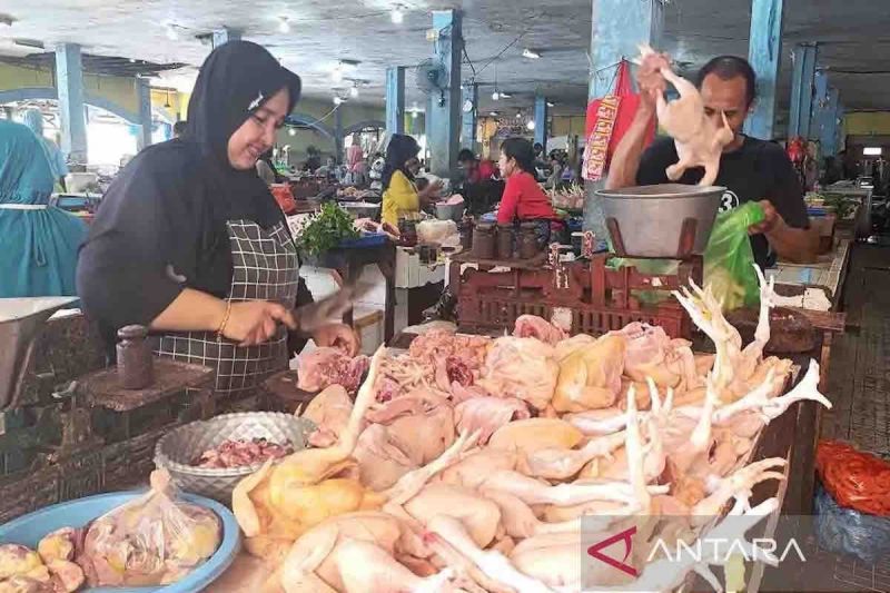 kementan-upayakan-jaga-stabilitas-pasokan-harga-ayam-tingkat-peternak