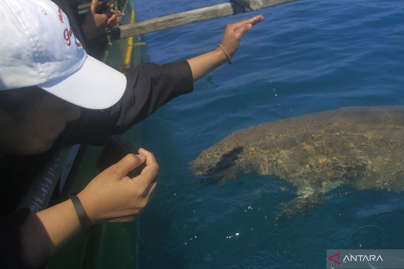 merawat-ekosistem-dugong-di-perairan-alor