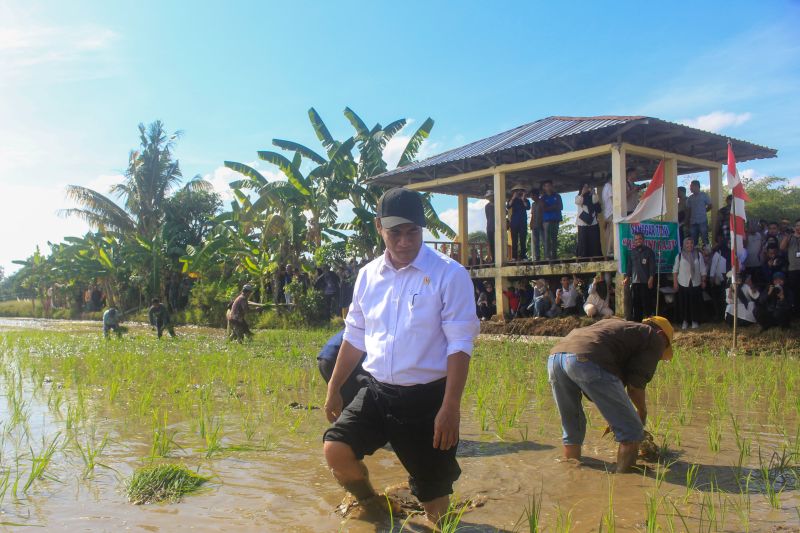 Mentan ikut tanam padi di Gowa