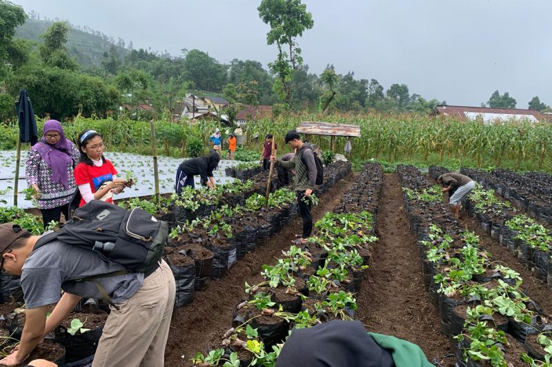 tim-dosen-unsoed-dukung-petani-budidaya-stroberi-ramah-lingkungan