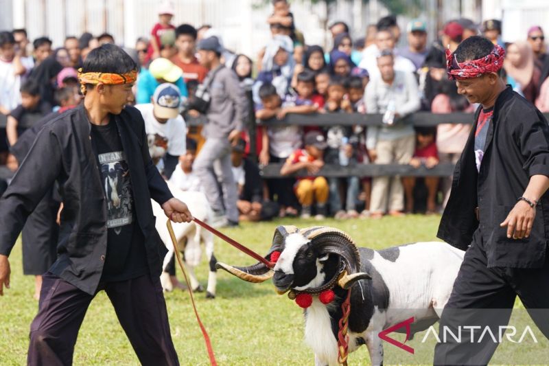 pemkab-bogor-hidupkan-usaha-ternak-lewat-festival-domba-kambing