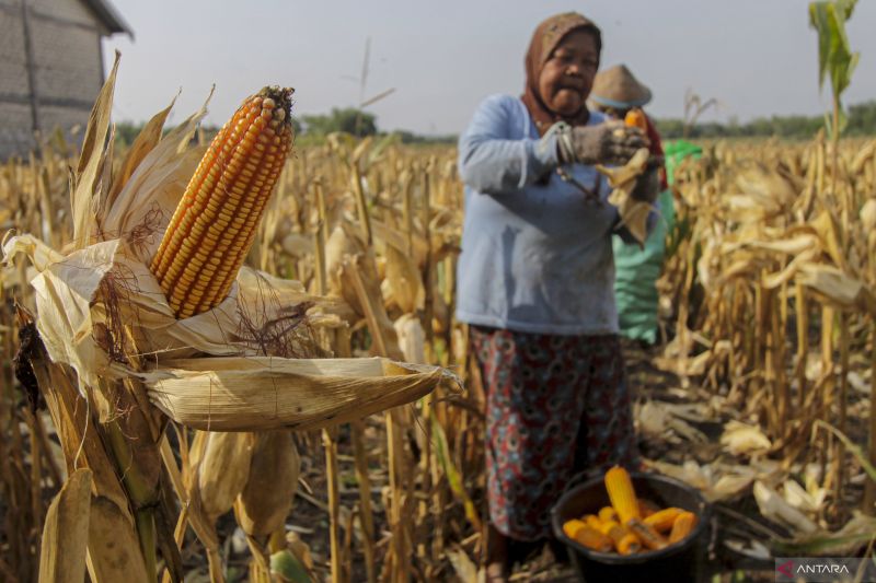 mentan-dan-mendes-tanam-jagung-seluas-635-ha-di-lebak