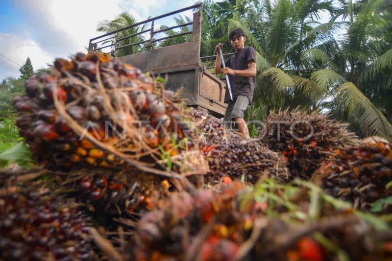 Gapki siap beri penjelasan soal persoalan industri kelapa sawit