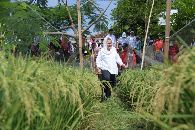 Padi Biosalin hasil kolaborasi BRIN-Pemkot Semarang siap dipanen 