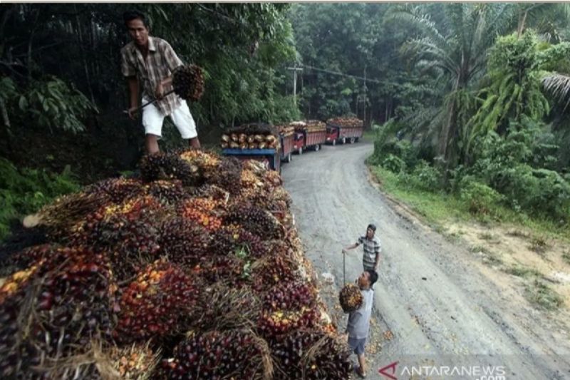 Disbun Riau tetapkan harga TBS kelapa sawit naik jadi Rp3.348,15/kg 