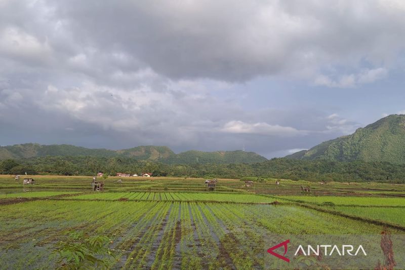 Aceh Besar targetkan luas tanam musimrendeng capai 25.692 ha