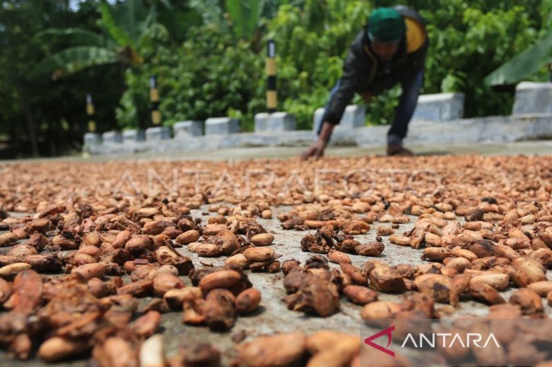 Kemendag catat harga biji kakao meningkat pada periode Februari 2025