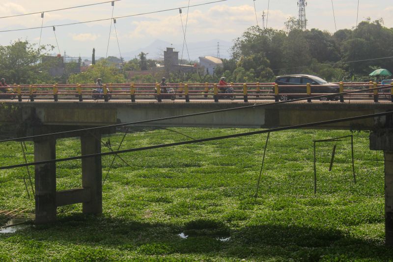 Enceng gondok menutupi aliran air Sungai Jeneberang