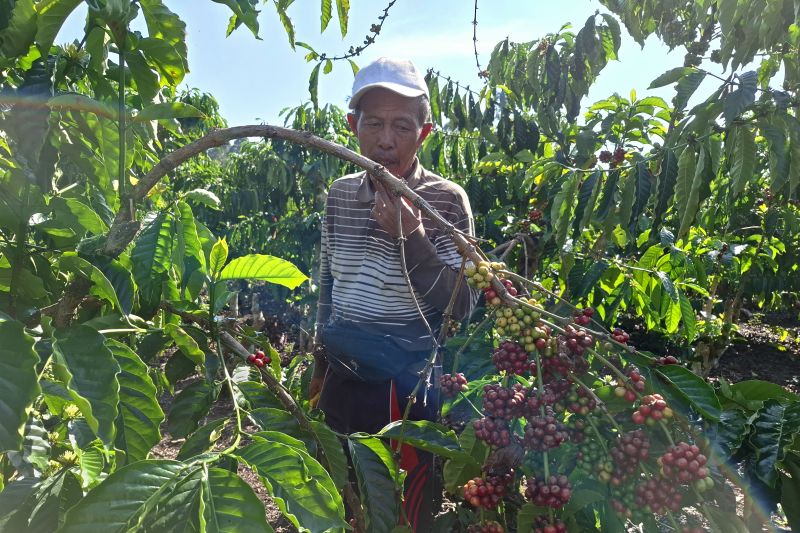 Nilai transaksi perhutanan sosial Lampung capai Rp211 miliar 