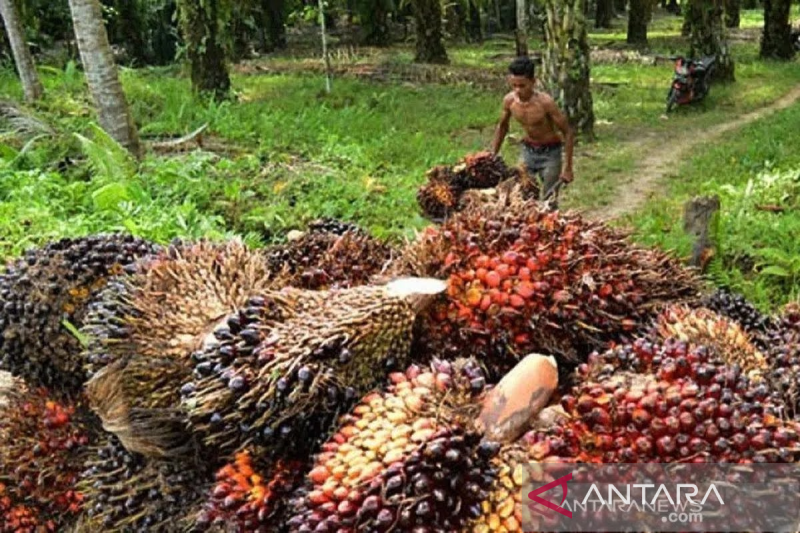 Pemprov Aceh tegaskan komitmen bantu kembangkan UMKM kelapa sawit