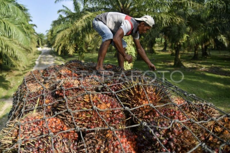 indef-penerapan-biodiesel-b50-harus-diiringi-peningkatan-produksi-cpo