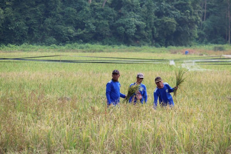 bulog-lampung-telah-menyerap-6000-ton-gabah-basah-petani