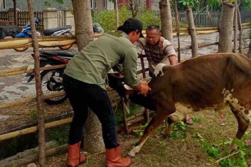 kementan-tingkatkan-pengendalian-dan-pencegahan-penyakit-sapi-ngorok