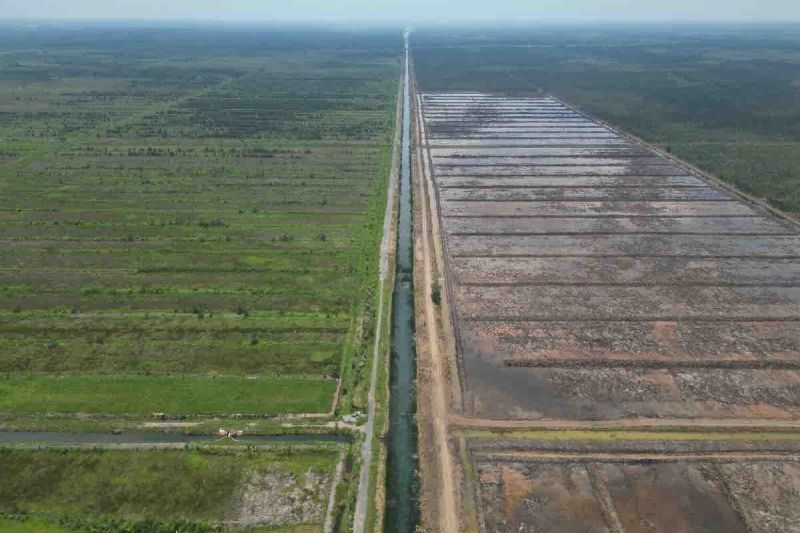 Pakar pertanian: Cetak sawah solusi capai swasembada pangan