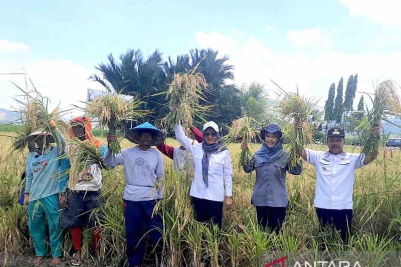 kementan-produksi-padi-triwulan-iii-capai-4328-juta-ton-gkg