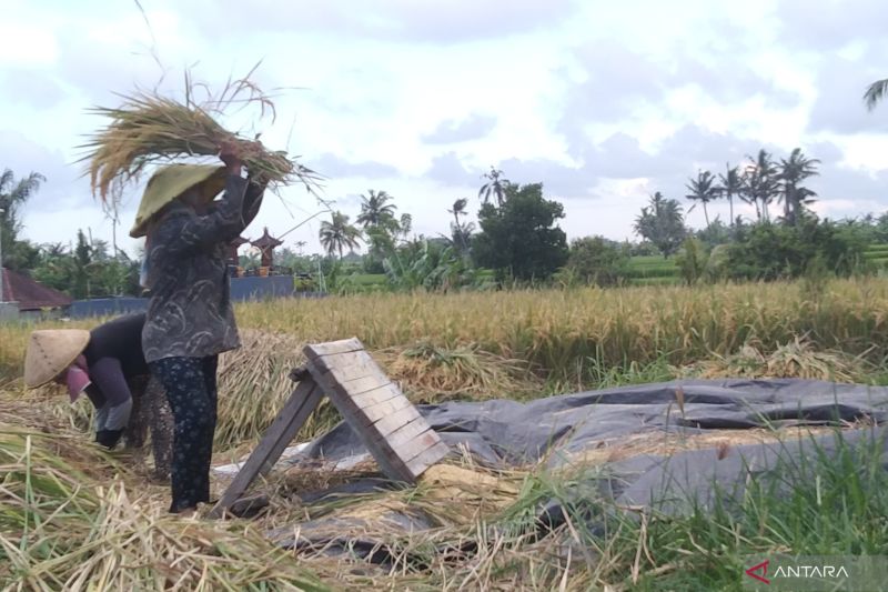 OJK Bali genjot serapan kredit pertanian tekan kendala modal 