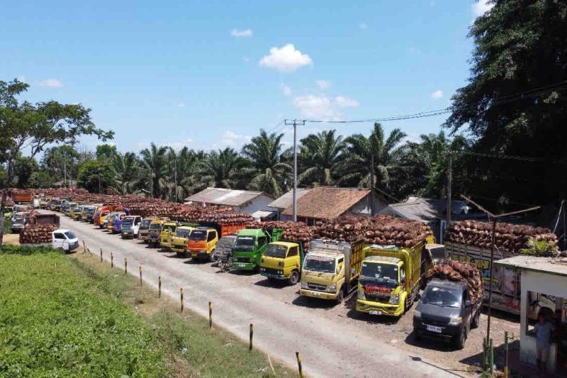 ptpn-kirim-tbs-ke-lampung-akibat-pabrik-swasta-di-banten-rusak