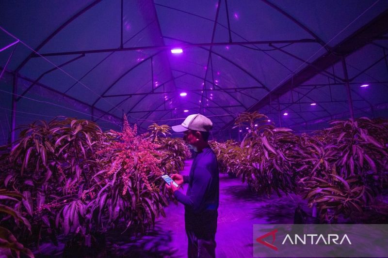 petani-manfaatkan-lampu-ultraviolet-berbasis-iot-untuk-tingkatkan-produksi-mangga