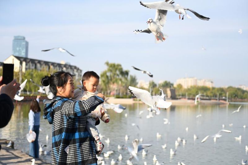 Mengintip keseruan musim gugur di Kota Yinchuan China bersama kawanan burung camar yang bermigrasi