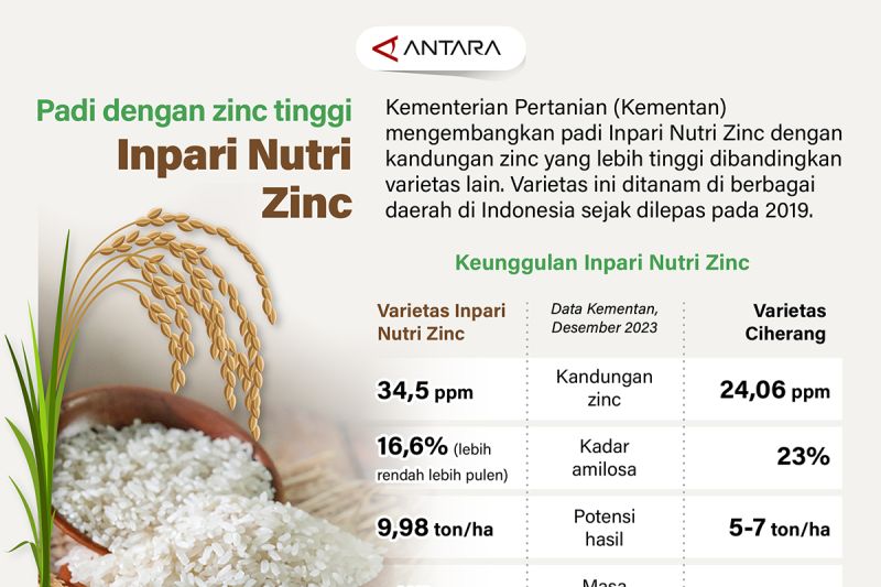 Padi dengan zinc tinggi Inpari Nutri Zinc