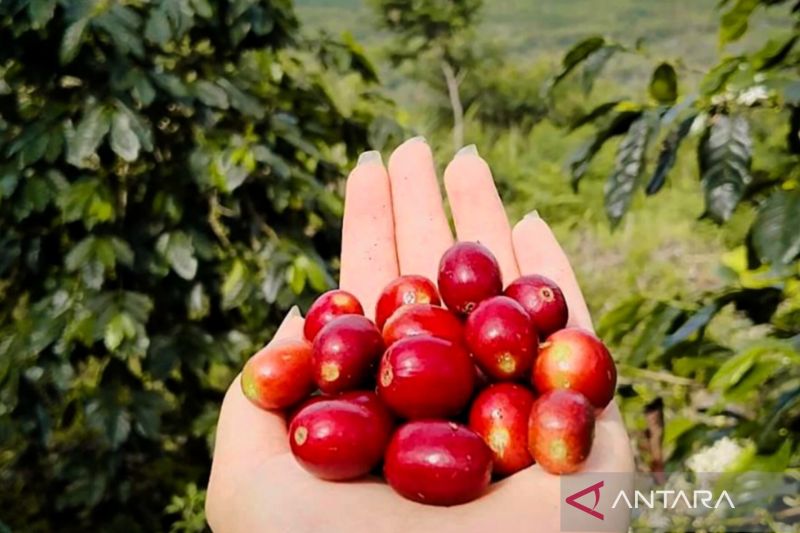 ini-10-buah-yang-bisa-turunkan-asam-urat-secara-alami