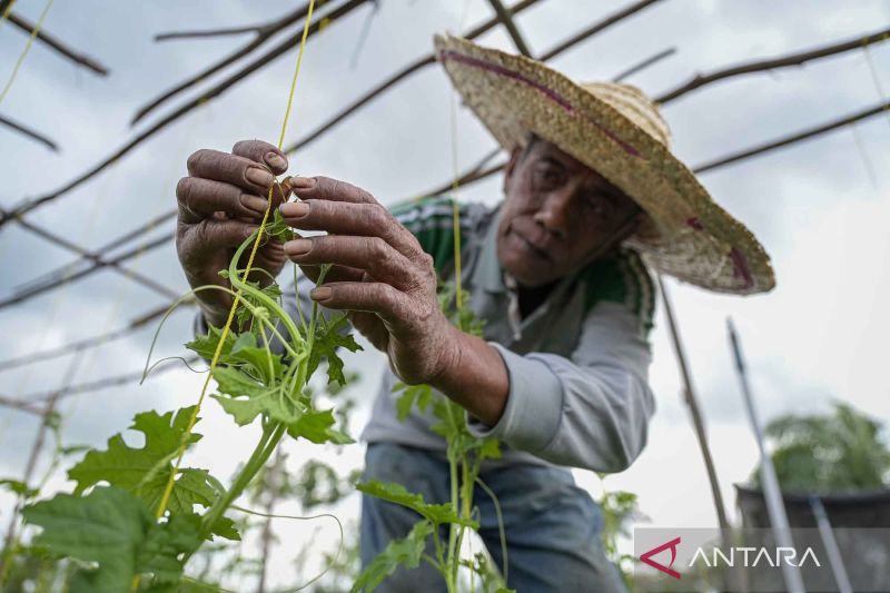 pengembangan-budidaya-sayur-melalui-pertanian-holtikultura-lahan-gambut-binaan-kilang-sungai-pakning