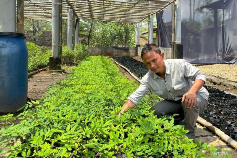 mengubah-lahan-kritis-menjadi-ekosistem-biomassa-di-bojongkapol