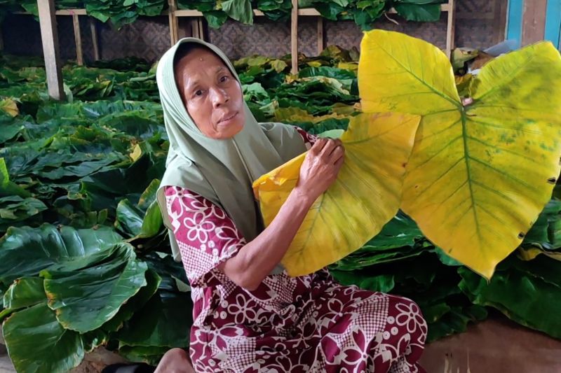 Disperindag Banten dorong peningkatan ekspor daun rajang talas beneng