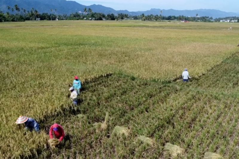 Bappenas: intensifikasi dan ekstensifikasi percepat swasembada pangan