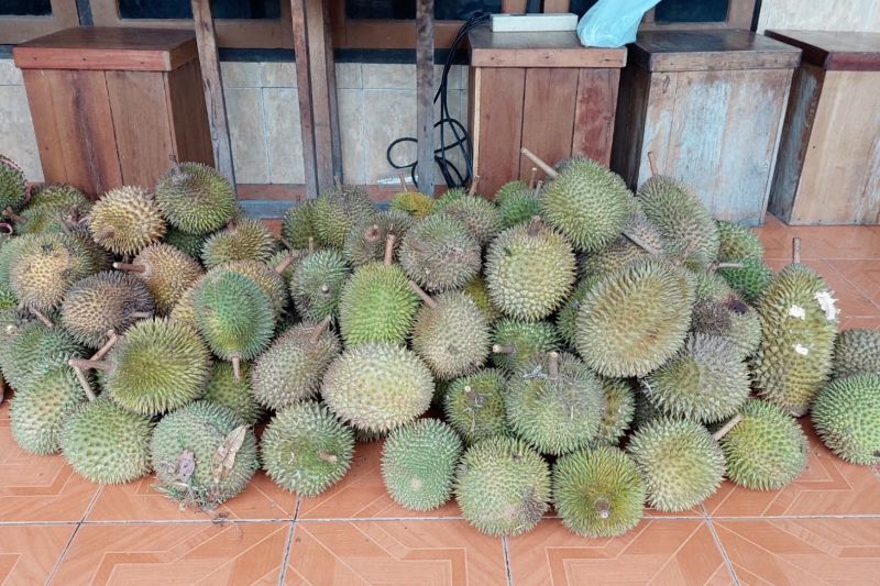 hasilkan-113651-kuintal-kalteng-serius-kembangkan-durian-lokal