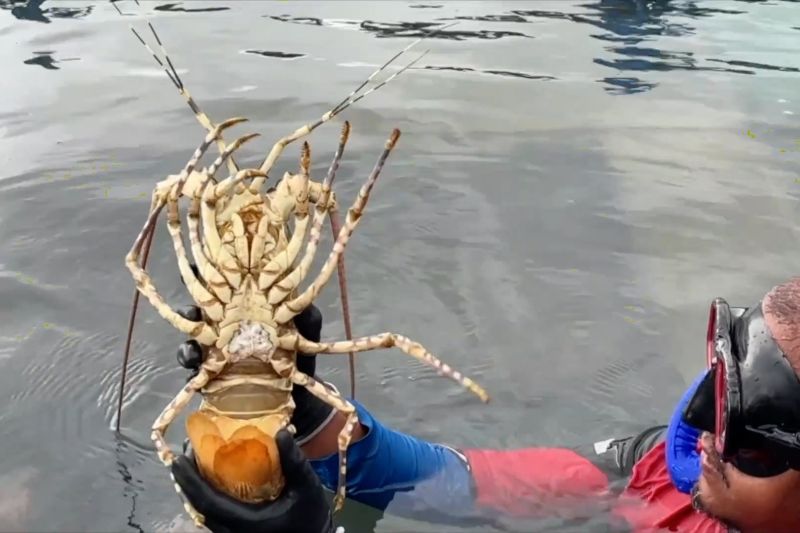 kerang-yang-berlimpah-segera-ubah-batam-jadi-sentra-budi-daya-lobster