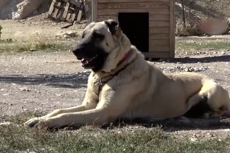 Perubahan iklim turut berdampak pada anjing Kangal Turki