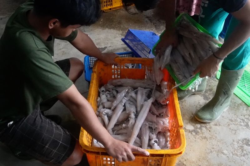 provinsi-bangka-belitung-kembangkan-budidaya-cumi-cumi