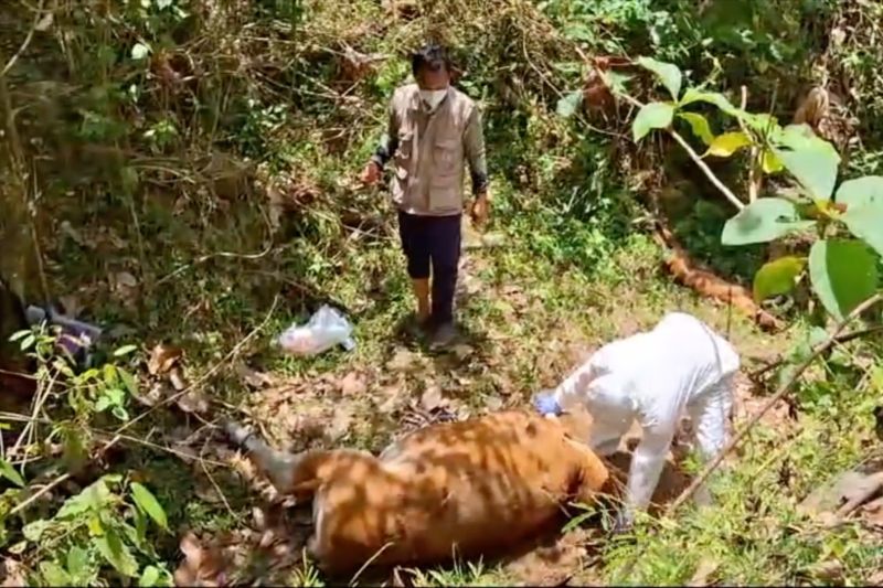 Ratusan sapi di Bombana mati mendadak terserang virus jembrana