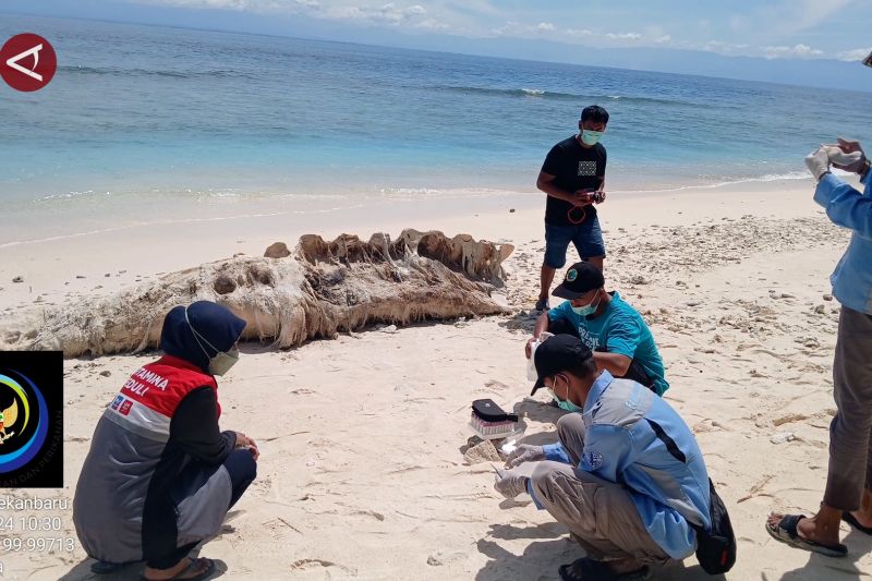 LKKPN Pekanbaru catat tiga kasus paus mati di perairan Sumbar