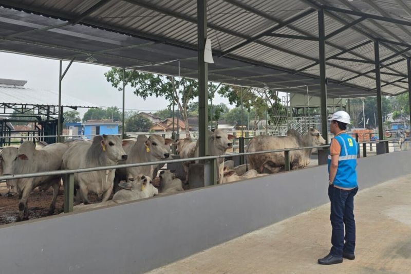 Ekonomi sepekan, anggur Muscat aman hingga lahan peternakan sapi