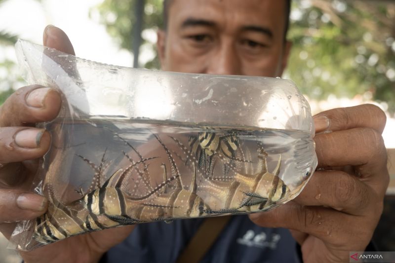 Pelepasan benih ikan endemik Kardinal Banggai