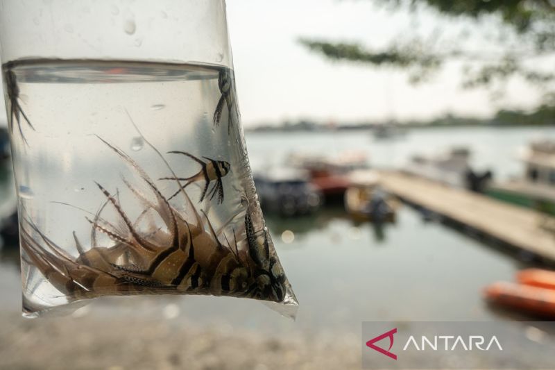 Pelepasan benih ikan endemik Kardinal Banggai