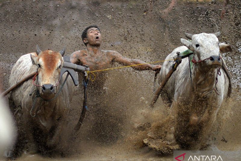 Serunya tradisi balapan Pacu Jawi di Tanah Datar Sumbar