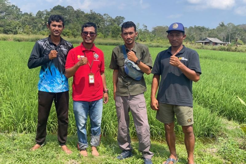 kementan-mendampingi-petani-kendalikan-opt-tanaman-padi-di-bintan