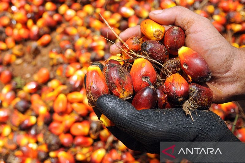 harga-indeks-pasar-biodiesel-turun-tipis-kini-jadi-rp12874-per-liter