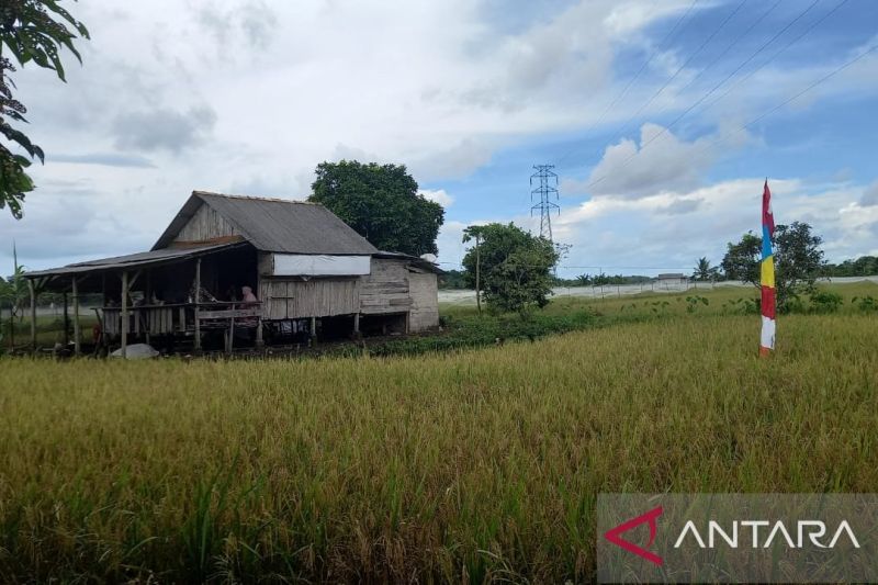 Luas panen padi di Babel meningkat 24,82 persen