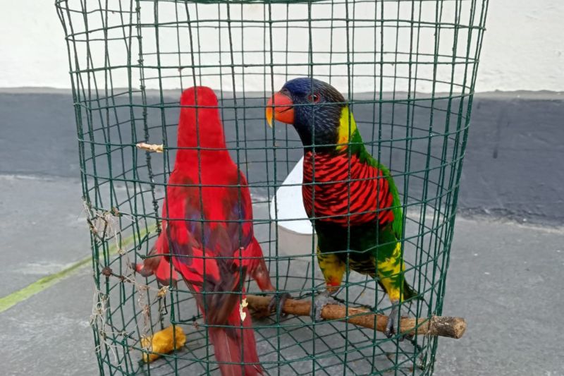 BKSDA amankan burung Perkici & Nuri patah kaki di Masohi Maluku