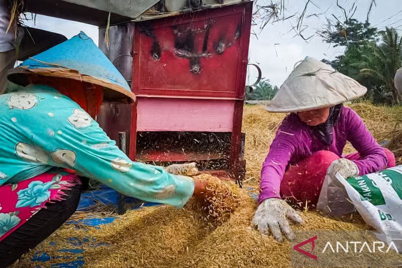 BPS: Sektor pertanian dominasi ekonomi Bengkulu triwulan III 2024