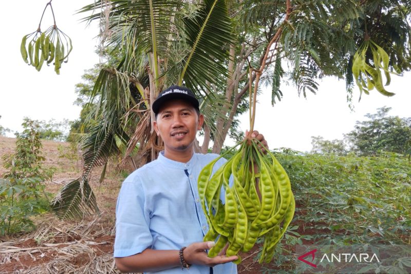 ketika-petai-asal-pati-tembus-pasar-jepang